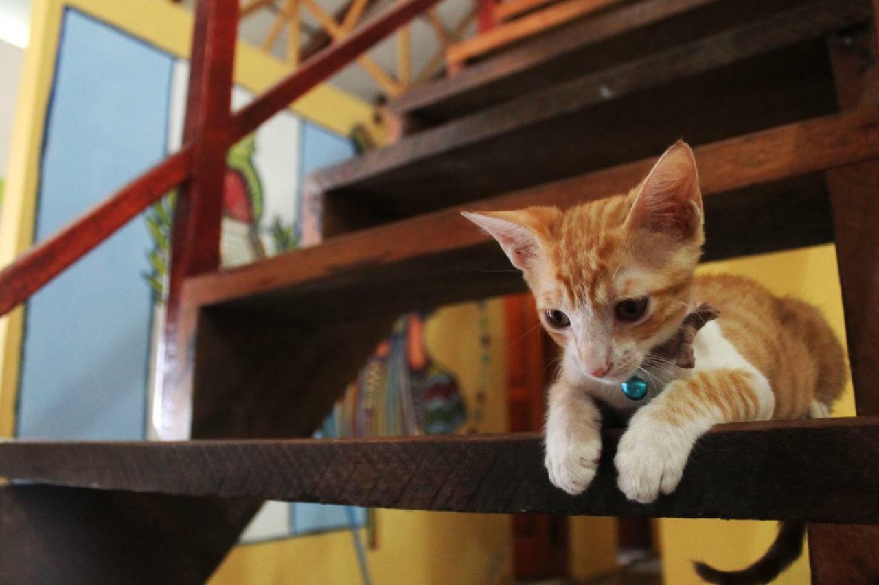 Ciao Cacao Hostel & Vegan Cafe Флорес Екстер'єр фото